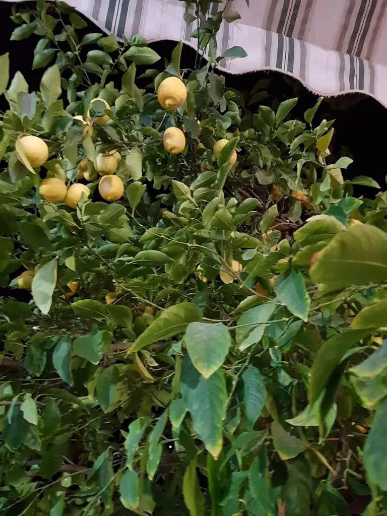 Menü_Kati Pshnetai_Antikyra_Bild_6