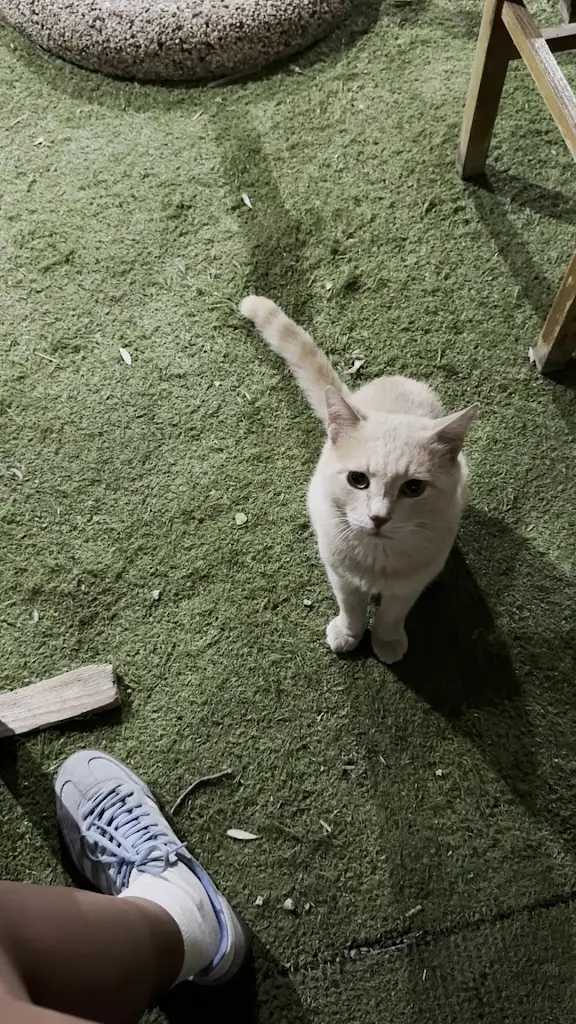 Milena Sýkorová_Νικήτας Ο Κυνηγός - Ταβέρνα_Áyios Konstandínos_Bewertung