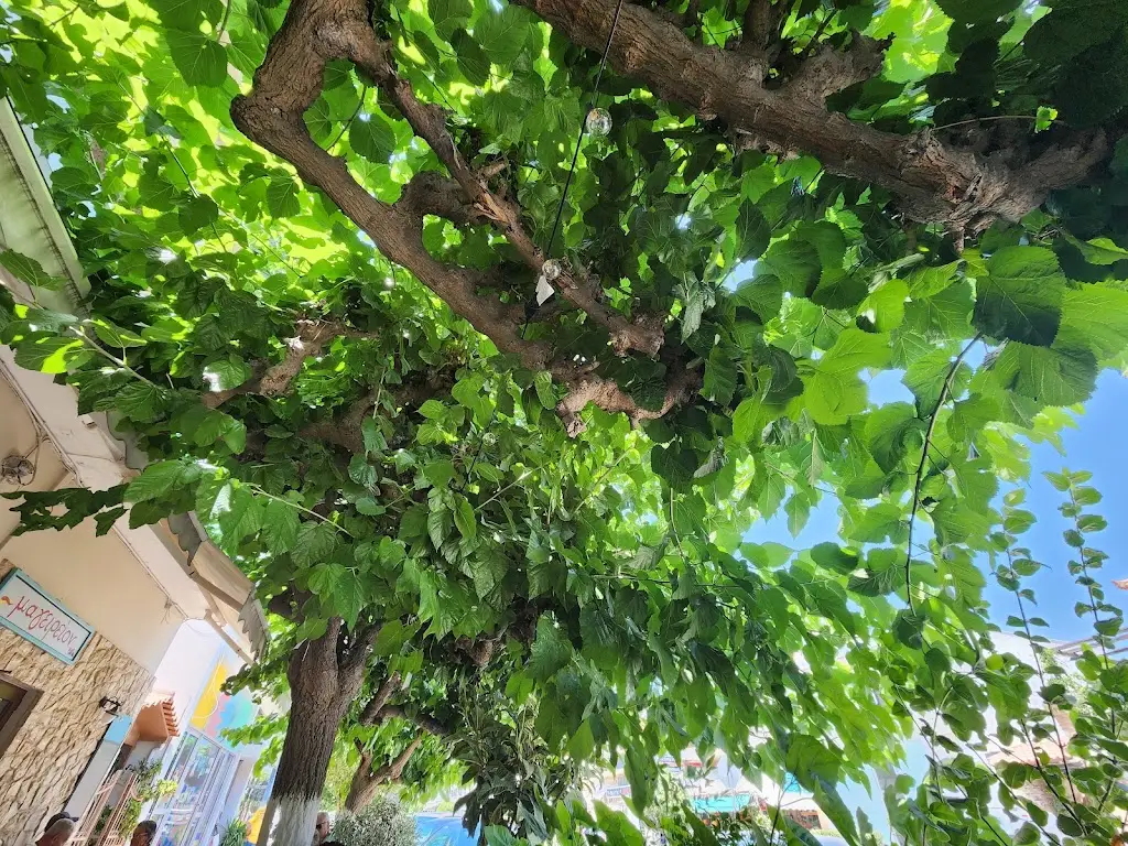 Nate Mitchell_καφενείο | μαγειρείο «Η συνάντησις»_Erétria_Bewertung