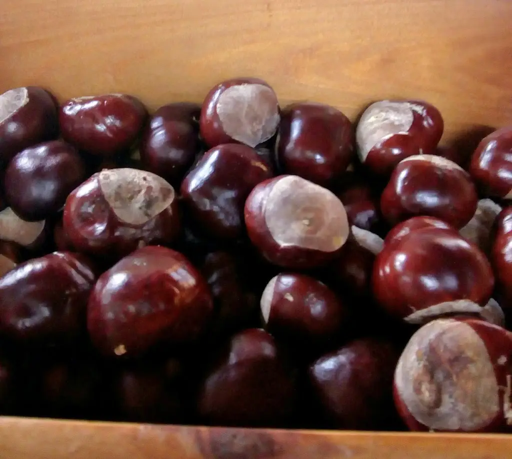 Menu_Βάιος Καφέ-Μεζέ_Chortiátis_imagen_2