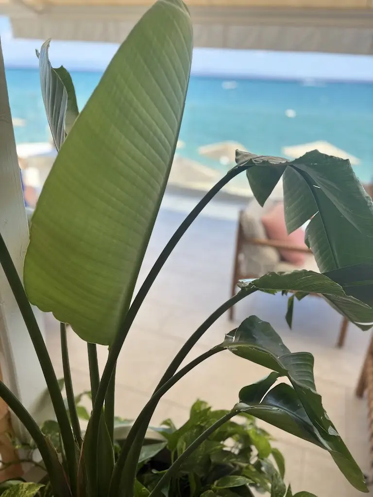 Nadine_Antonino's Italian Restaurant & Bar_Karyótissa_Bewertung