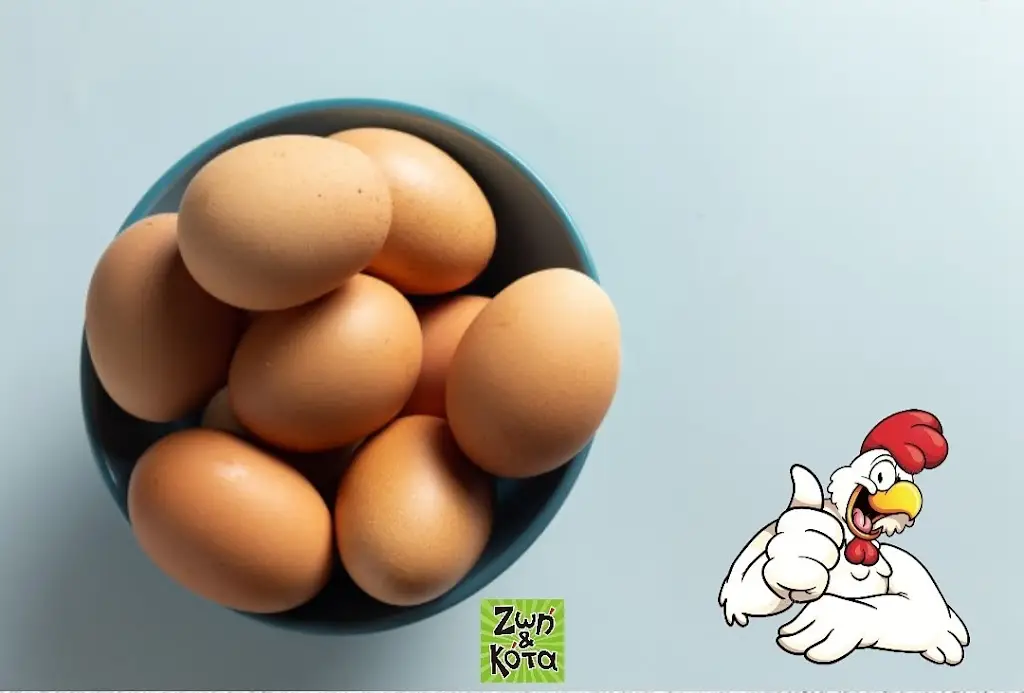 Menü_Ζωή&κότα_Korinós_Bild_6