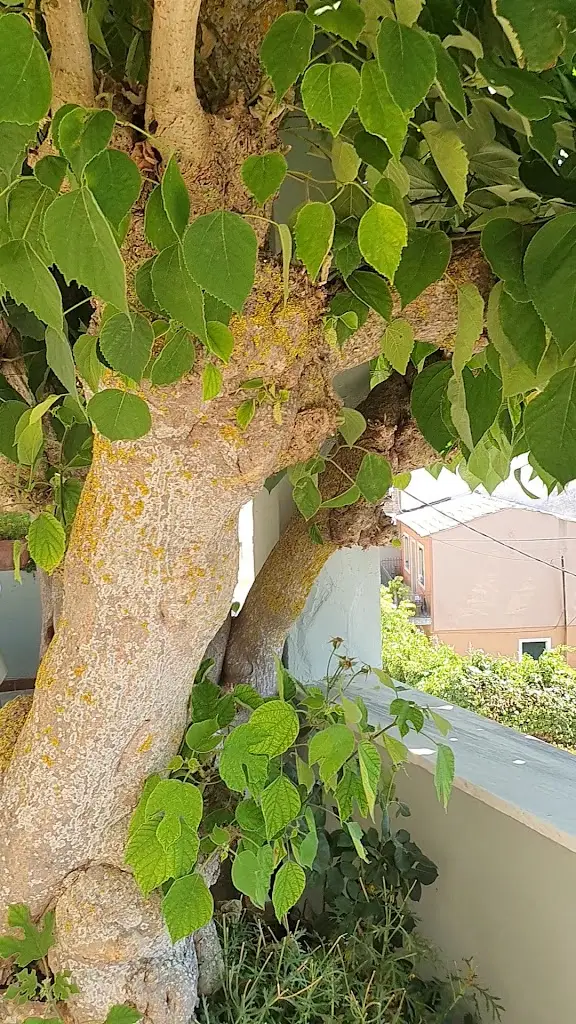 Αλέξανδρος Εστιατόριο_Koryfí_slider_image_2