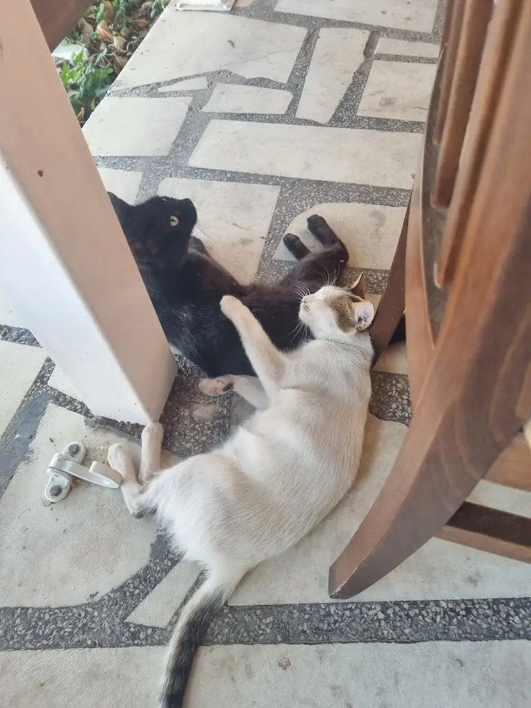 nikvikviknik_Ταβέρνα το Μικρό Σούλι_Mavrothálassa_Bewertung