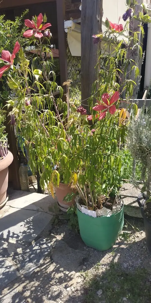 tavern Kalligefsto_Néa Sánta_slider_image_2