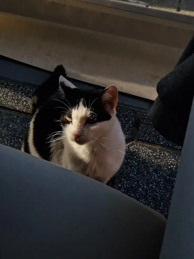 Octav Ganea_Ravaisi_Peraía_Bewertung