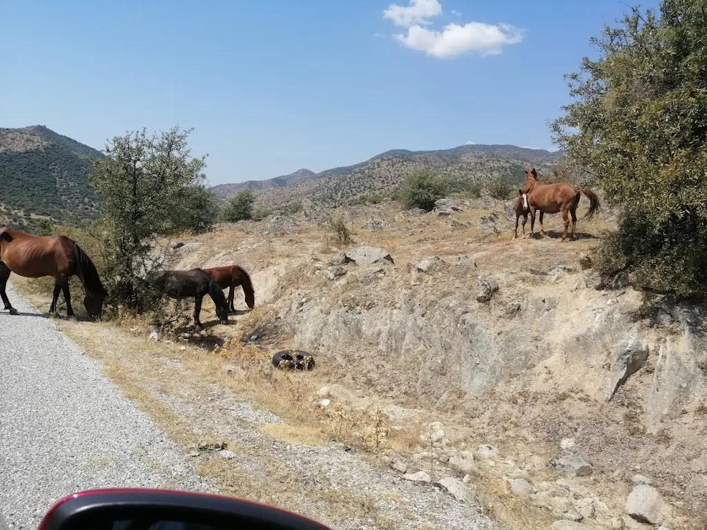 Ταβέρνα - Οβελιστήριο - Ψητοπωλείο - Καφενείο - Μπαρ 