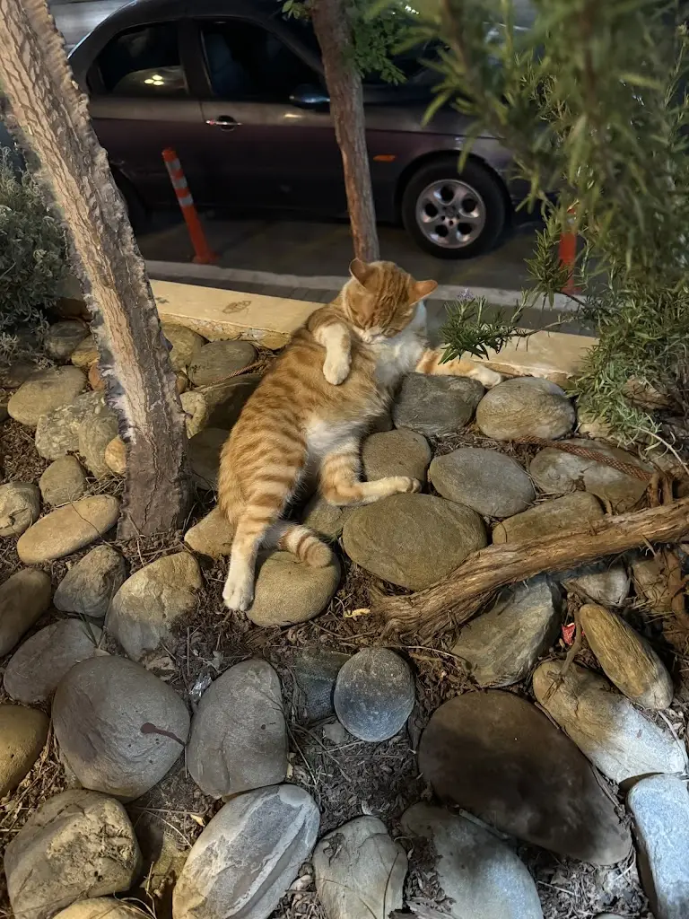 Jan Lemons_Zygos Grill & Pizza_Darátsos_Bewertung