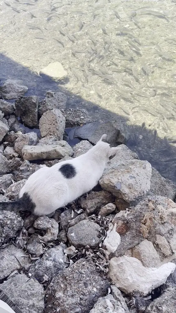 George Sphiktos_Maistrali Restaurant_Aegina_Bewertung