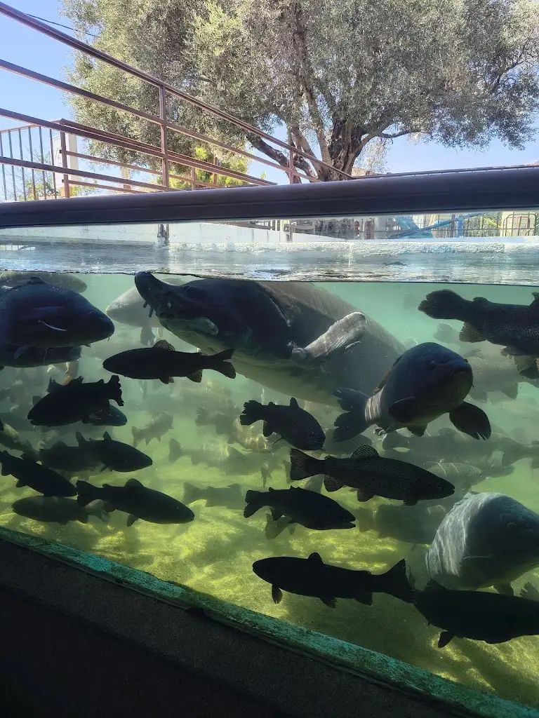 Jojo Heimer_IDI Restaurant & Fish Farm_Zarós_review