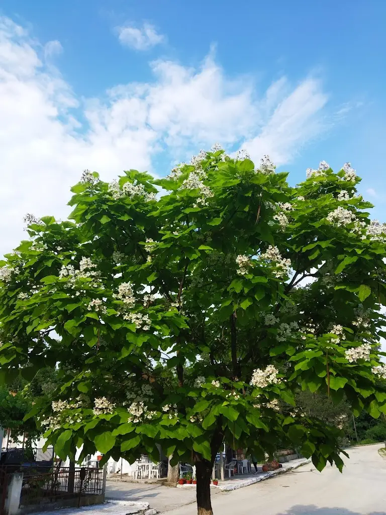 Dimitris Vourlos_Taverna Kiki_Kyprínos_Bewertung