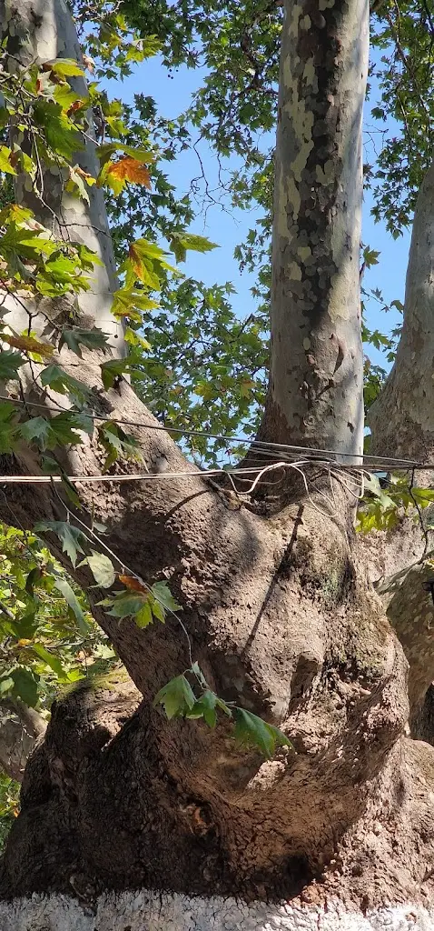 Carmen Marcu_Ταβέρνα η Λόλα_Maroneia-Sapes_Bewertung