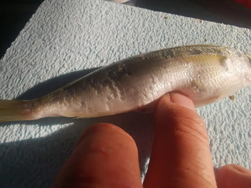 Peter Nyberg_Mesogeios Igoumenitsa_Igoumenítsa_review