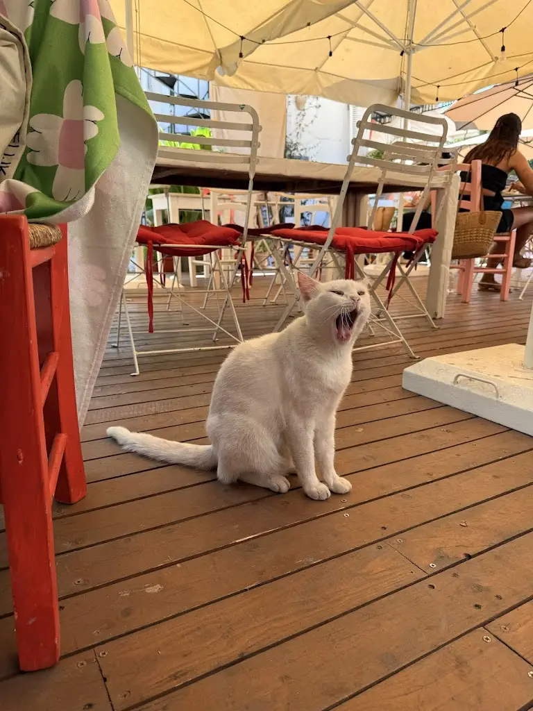 Bojana Vukčević_Bairro Alto_Gáïos_review