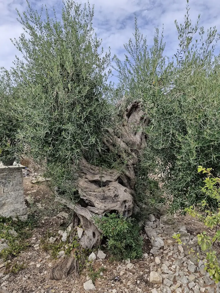 Jason Spiller_Averto_Gáïos_review