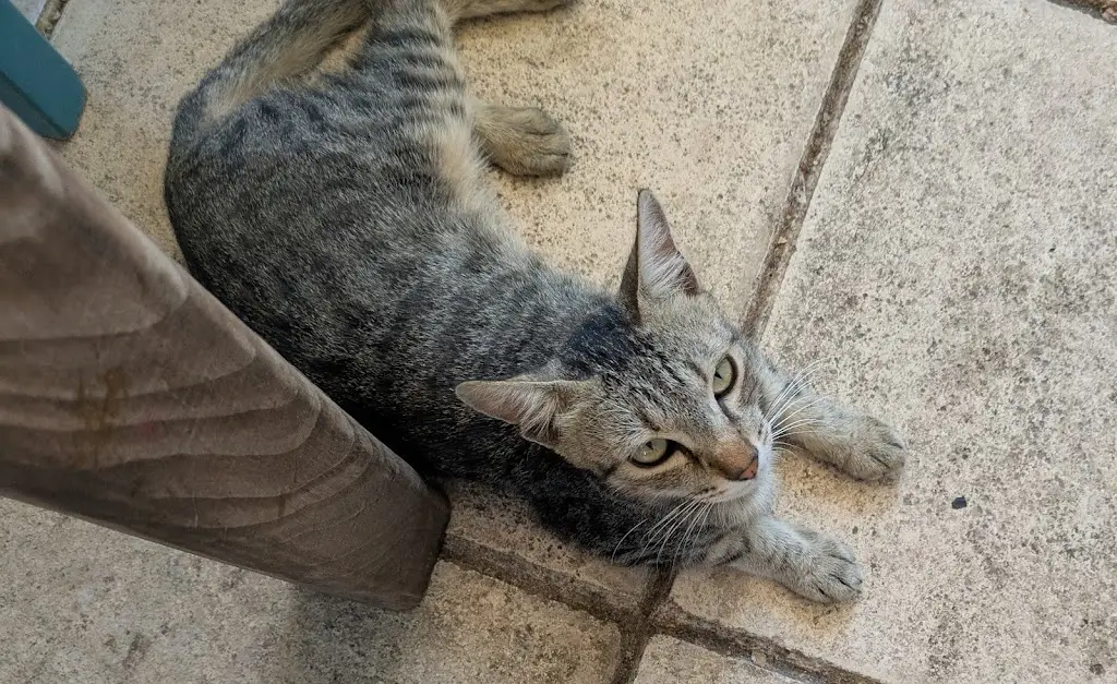 Tania Hurley_Cafe Ouzeri H Gefira_Lixoúri_Bewertung