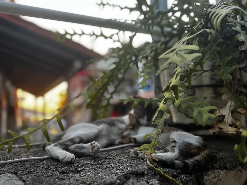 Emma Morgan_Ostria_Mavrommáti_review