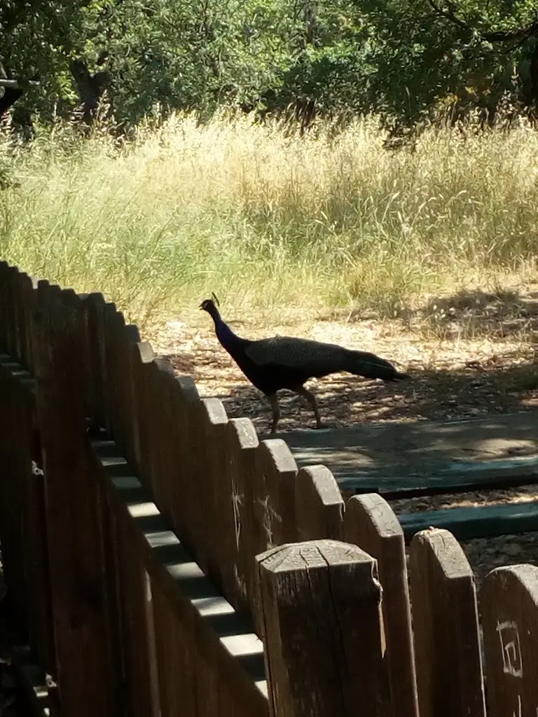 Fei Simou_To ksylino_Almyrós_recensione