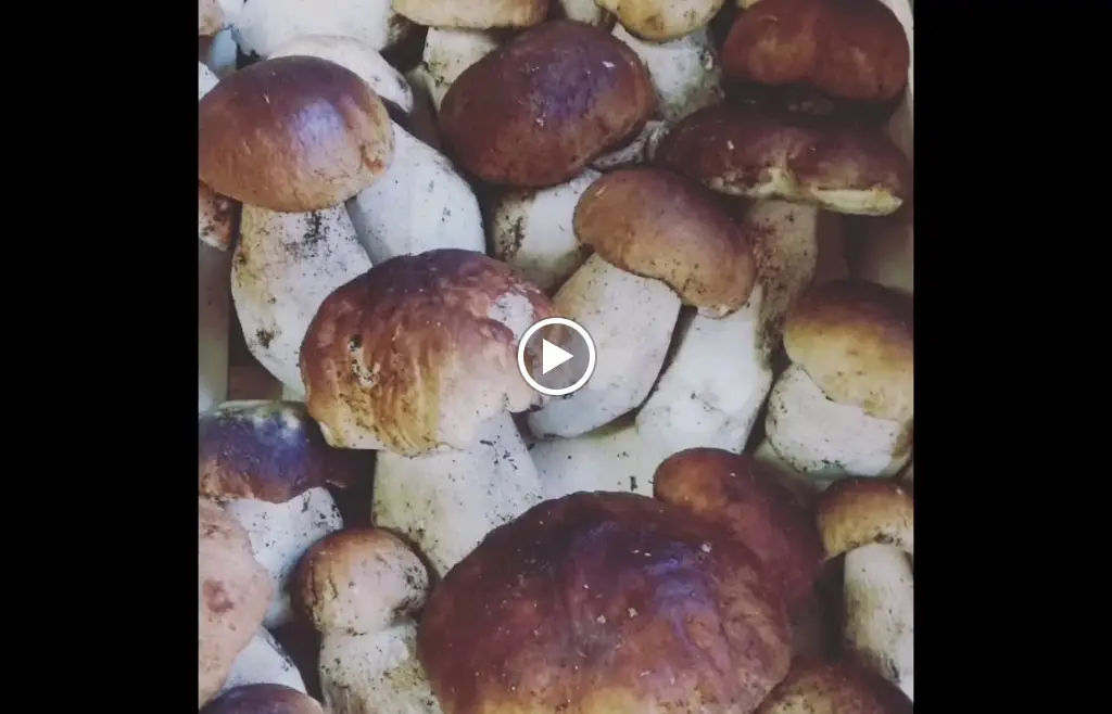 PLATIA Καφετέρια, Ψητοπολείο_Moláoi_slider_image_2