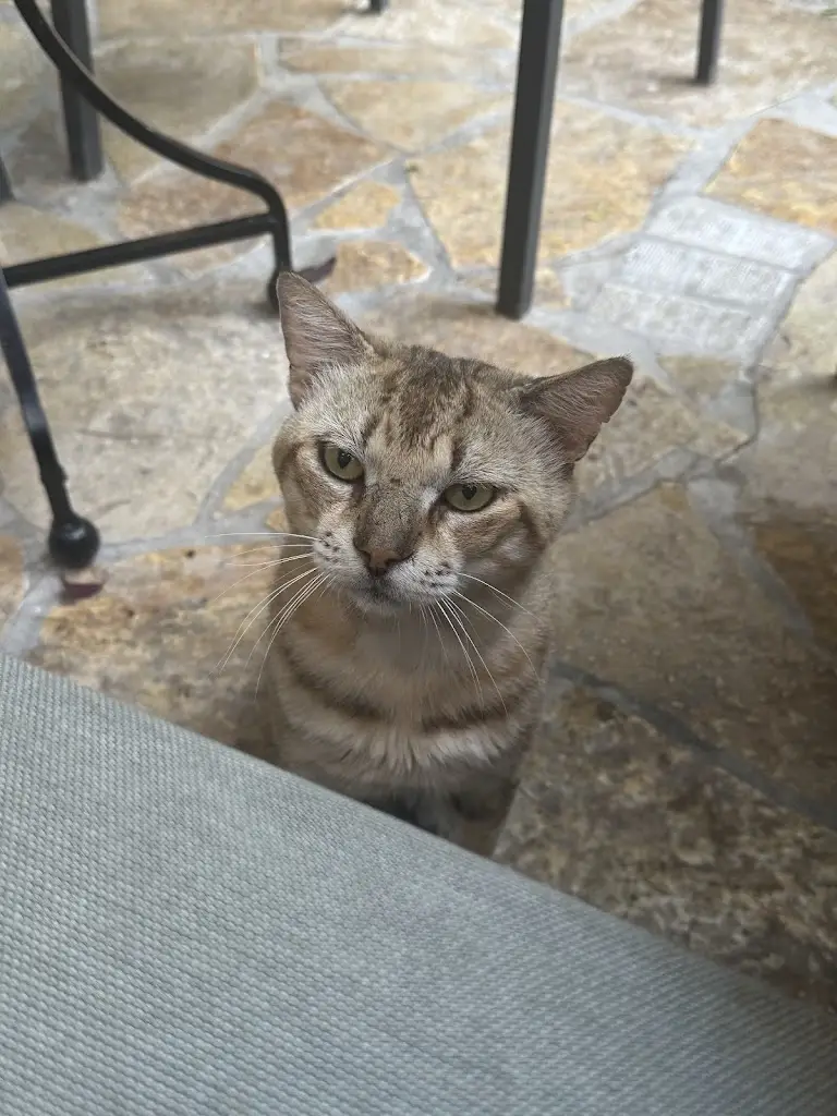 Veronika Kontos (Veronika Kontos)_Sindetiras_Markópoulo_review