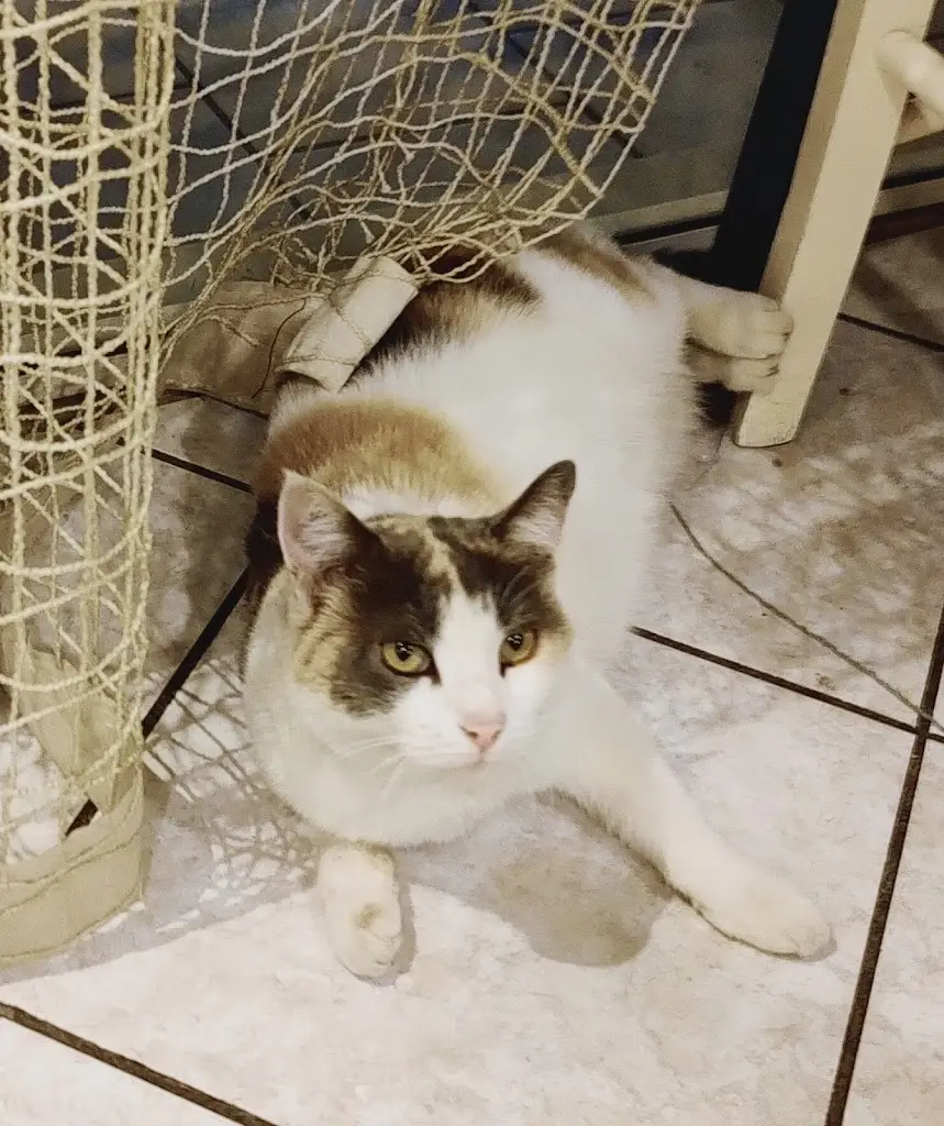 L. Livia Plauta_O Naftis / Greek Traditional Tavern_Palaiá Fókaia_review