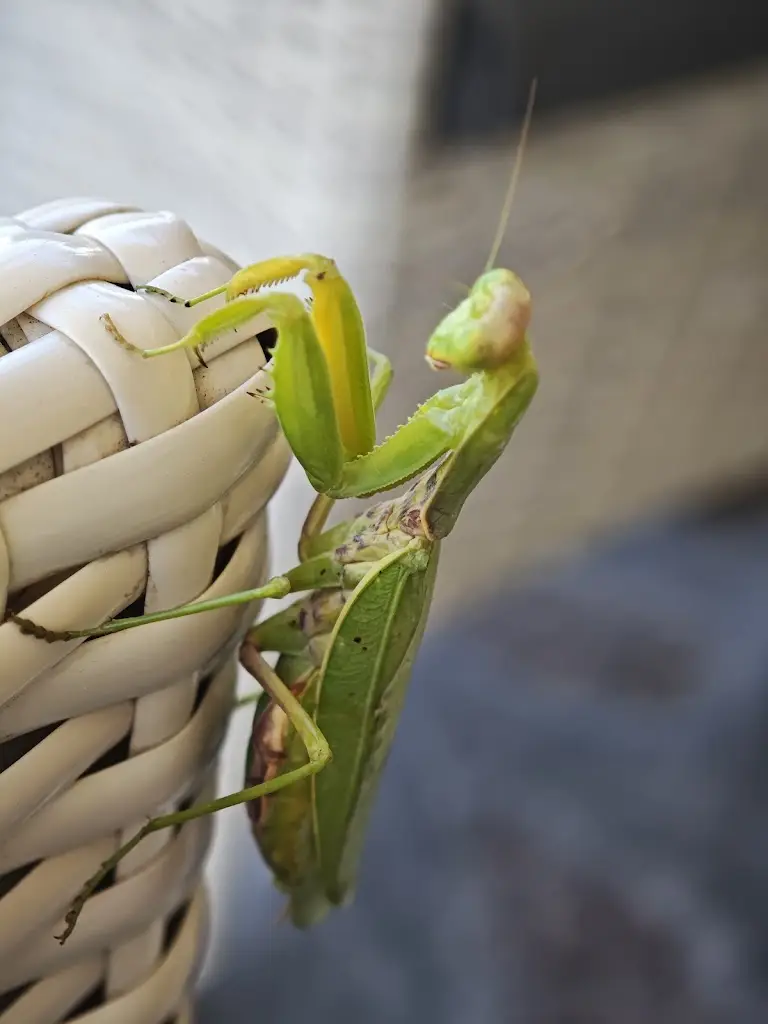 Stuart MCvargs_OLYMPIA FAMILY_Ágios Stéfanos_Bewertung