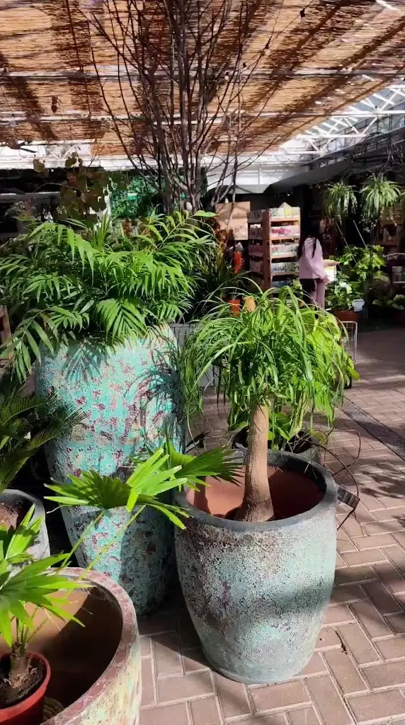 Jango Mallu_Avoca Dunboyne_Dunboyne_review