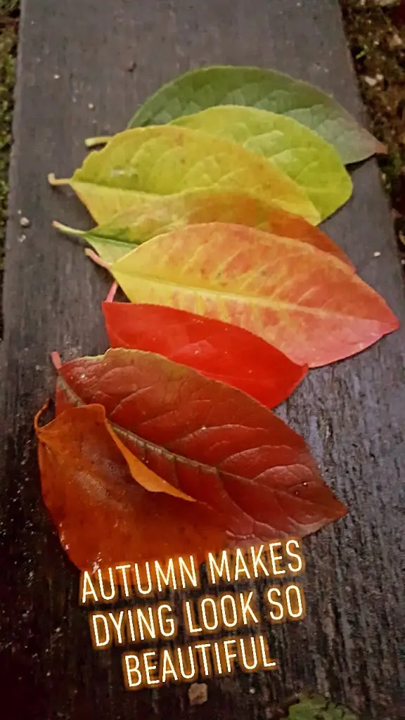 Menu_An Tearmann_Kilcullen_image_5