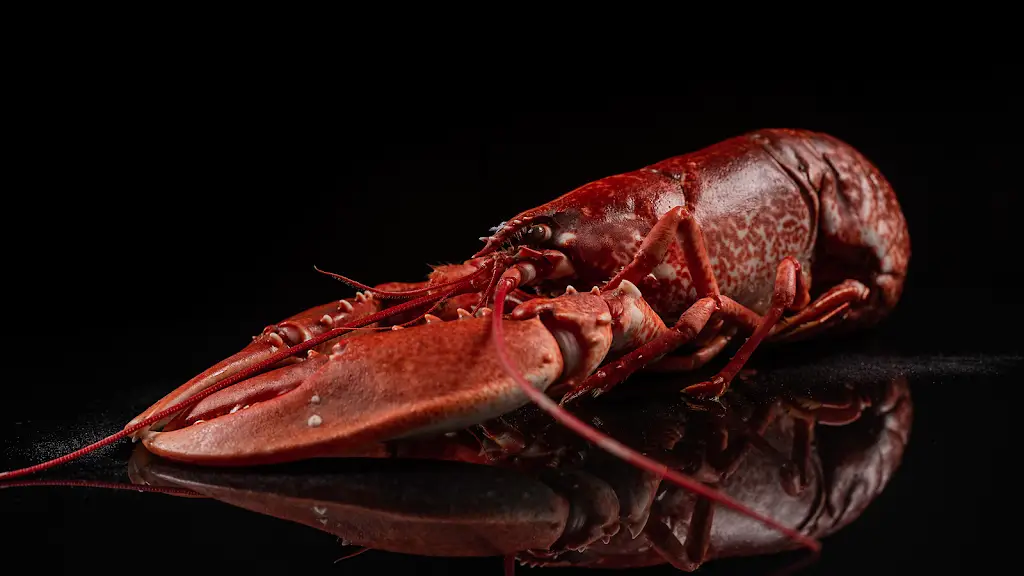 Lobstar_Monkstown_slider_image_3