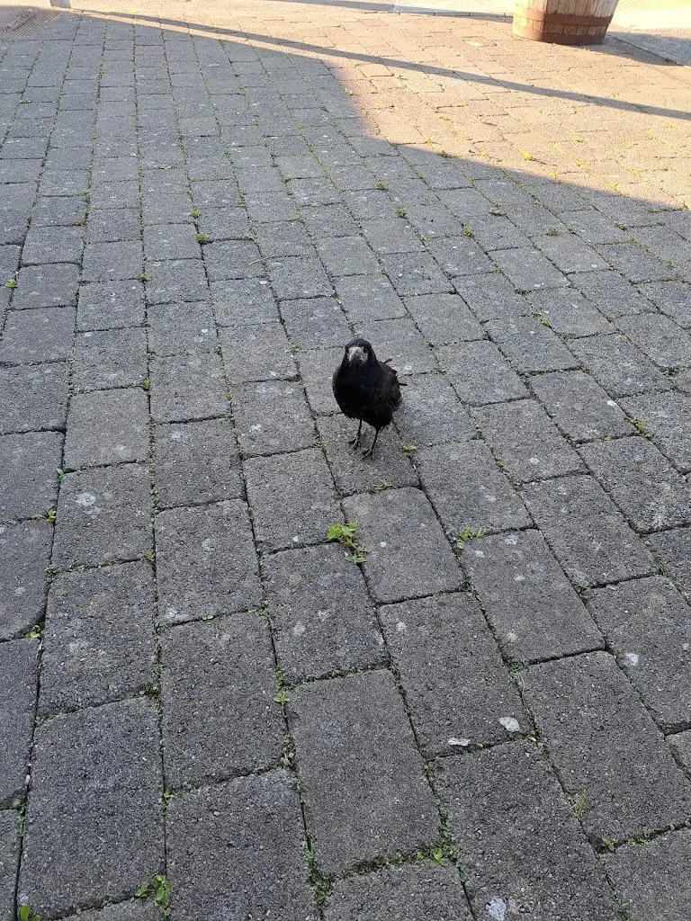 Emma Hawkins_Ramona’s Take-Away Adare_Adare_review