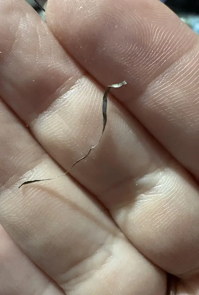 Bruno Kameramann_Hong Kong Chef_Crosshaven_review