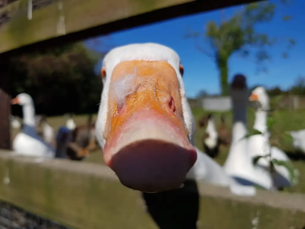 Menü_Gleesons Bar_Sixmilebridge_Bild_2