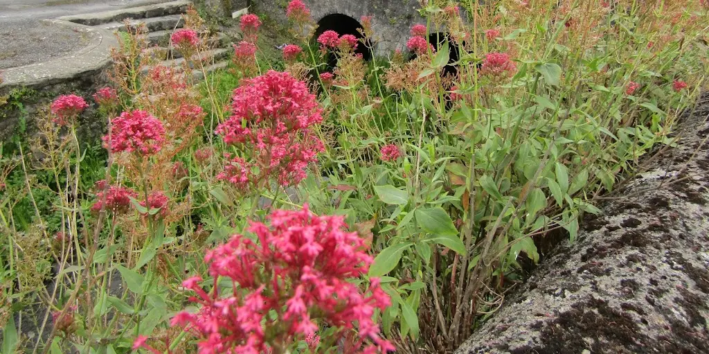 valerie flanagan_Hopes Bakery & Coffee Shop_Loughrea_recensione