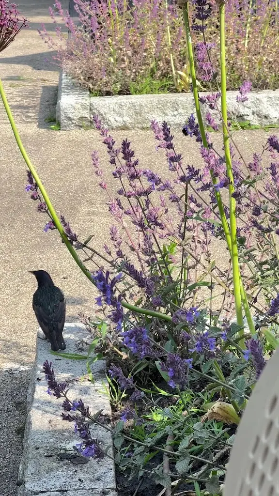 Fátima Girón_Casper & Giumbini's_Cabinteely_reseña