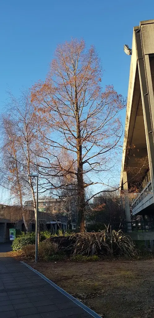 Ruairi O Dulaing_UCD Main Restaurant (Gather & Gather)_Clonskeagh_avis