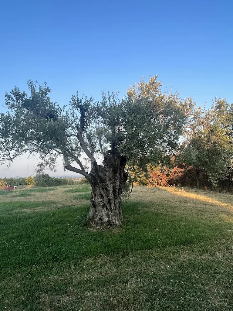 Alba Patronelli_Donna Germana Agriturismo_Cirò Marina_review