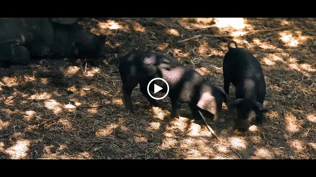 Mollo Nero di Calabria: braceria/salumeria/macelleria_Fagnano Castello_slider_image_2