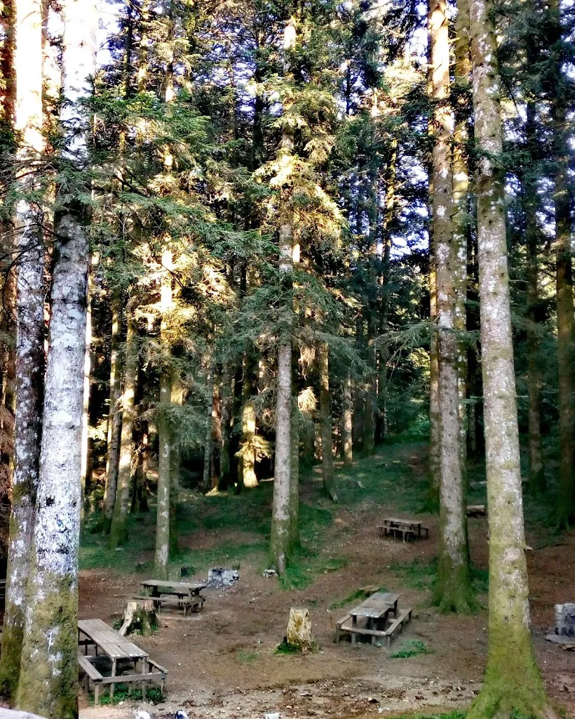 Abete Bianco_Fagnano Castello_slider_image_3