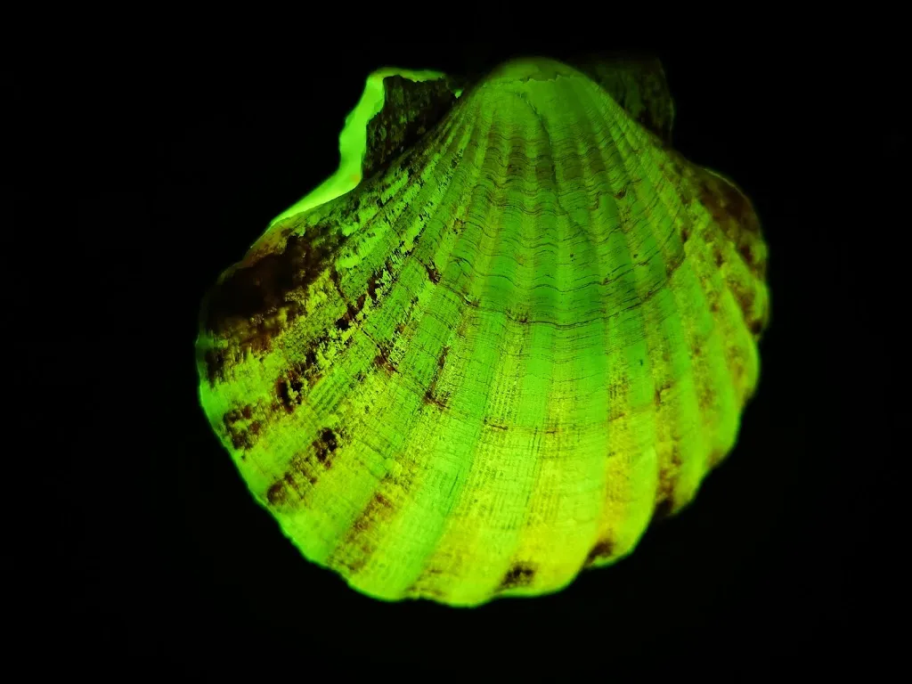 Andrius Šidlauskas_Ristorante Salvia Menta E Rosmarino_Crotone_review