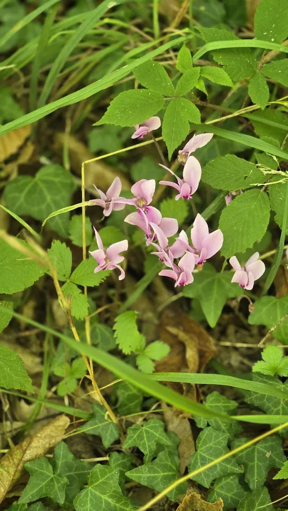 Giuseppe Rizzo_Chioschetto Montecovello_Girifalco_review