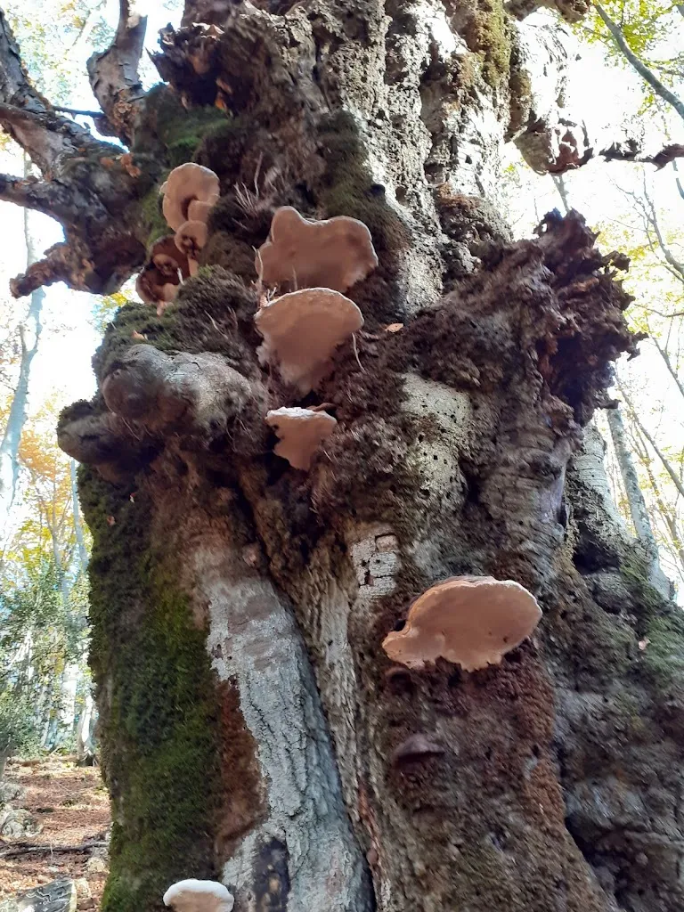 Marcellina_Marcellina_slider_image_3