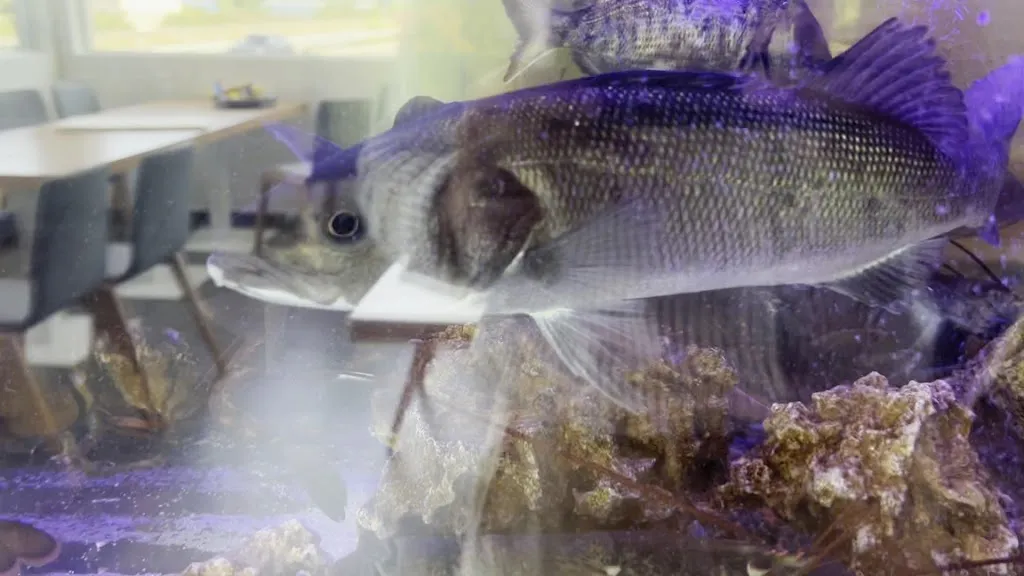 Nick Pastore_Ristorante I Due Scogli_Rocca Imperiale_review