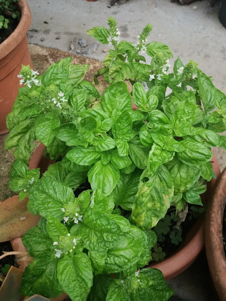 Menu_Le Papillon_San Costantino Calabro_image_9