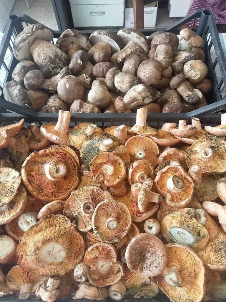 Menu_Ristorante Da Tonino_San Demetrio Corone_image_5