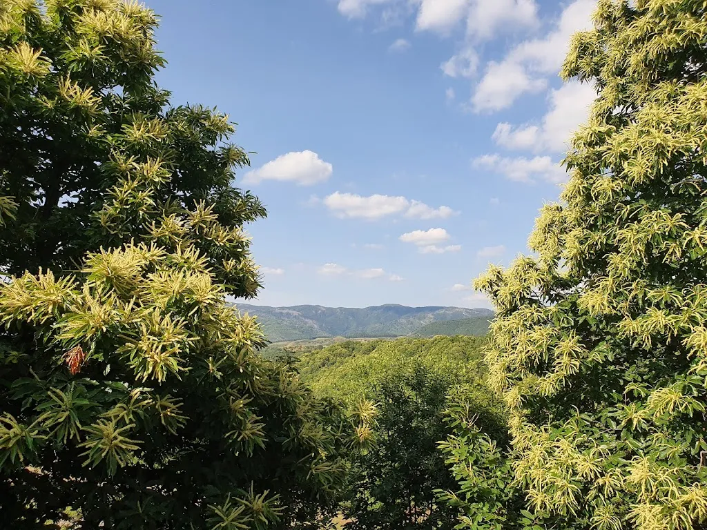 beniamino caira_Cozzo Del Cuoco_San Pietro in Guarano_review