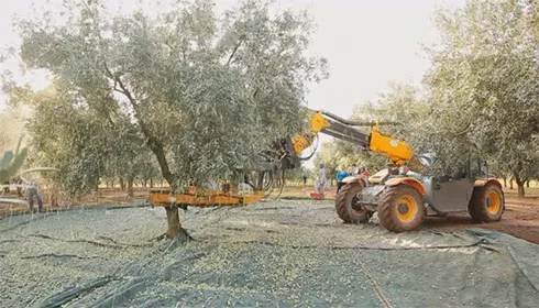 Oleificio Olio De Sando restaurant in San Pietro a Maida