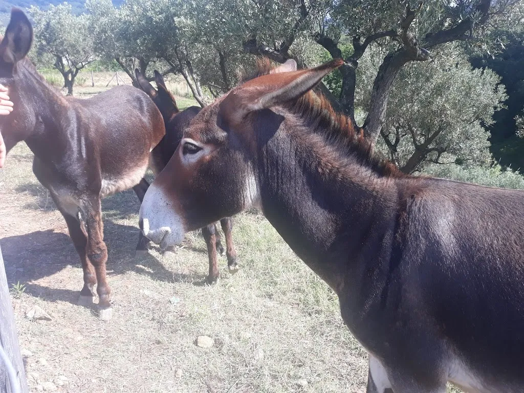 Oleificio Olio De Sando_San Pietro a Maida_slider_image_2