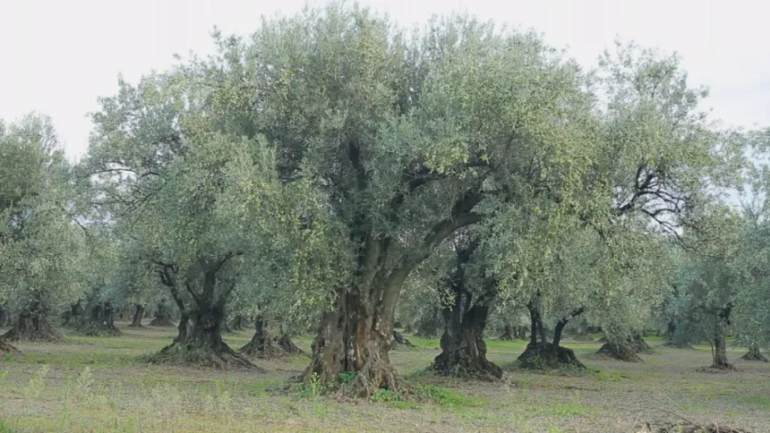 Oleificio Olio De Sando_San Pietro a Maida_slider_image_3