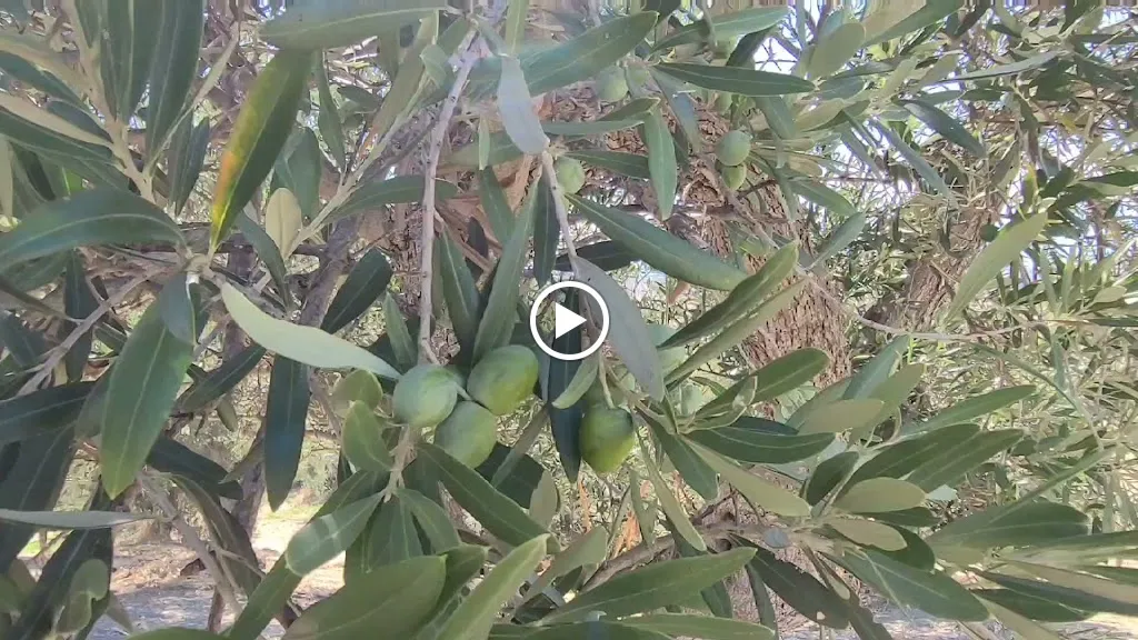 Agriturismo Rende_Tarsia_slider_image_2