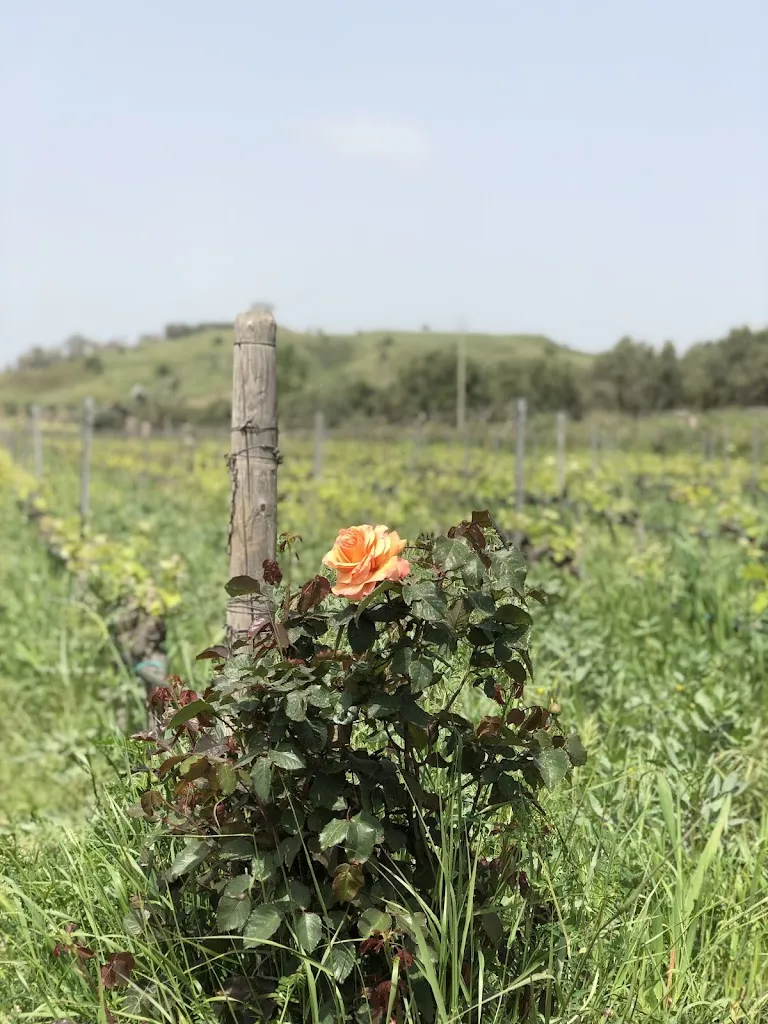 La Pizzuta Del Principe_Strongoli_slider_image_1